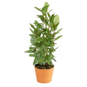 Laurier sauce Laurus nobilis en pot, env. 20-30 cm de haut, pour cuisine & jardin.