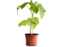 Schlangengurken Bio Topf-Ø 9 cm