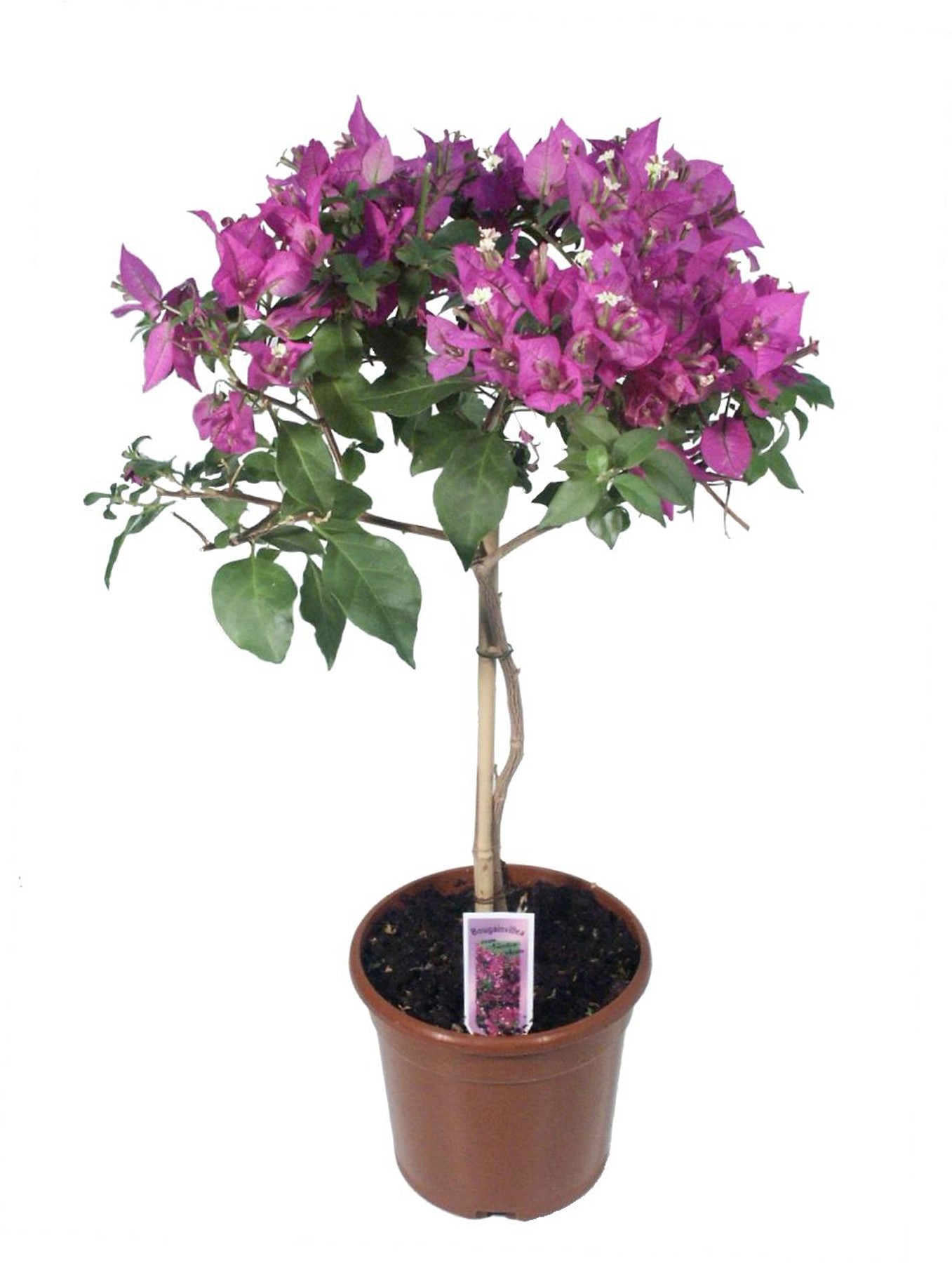 Drillingsblume Halbstamm TopfØ ca. 17 cm Bougainvillea kaufen bei OBI