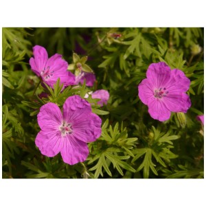 Blühende Wild-Staude mit pinken Blüten im Topf (1 l).