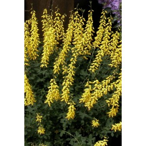 Ginestra (Edelginster) a fiori gialli in vaso da 3 l.