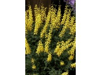 Edelginster, Geissklee Gelb 3 l