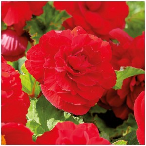 Begonia Double Red di Grow by OBI, fiori rosso intenso, ideale per aiuole e vasi.