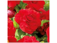 Grow by OBI Bégonia Double Red 3 pcs