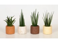 Bogenhanf Cylindrica Sansevieria verschiedene Sorten in Keramiktopf / 1 Stk.