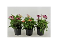 Roter Scheinsonnenhut Echinacea purpurea Mooodz Compact Mix Topf Ø 17 cm