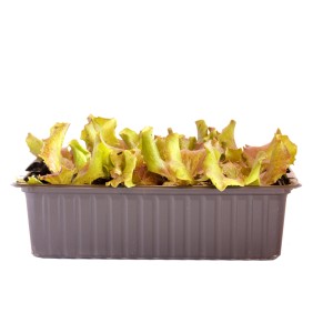 Laitue frisée rouge bio en barquette de 12, légume feuille pour le jardin.