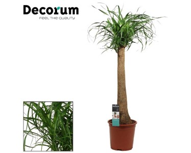 Elefantenfuss Beaucarnea recurvata gerade Topf  27 cm / Hhe 110 cm