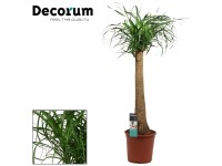 Elefantenfuss Beaucarnea recurvata gerade Topf Ø 27 cm / Höhe 110 cm