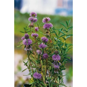 Menthe aquatique anglaise Rosa en pot, une plante de bassin robuste avec des fleurs violettes.