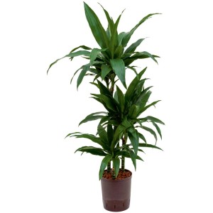 Dracaena Janet Craig hydroponique en pot marron, hauteur env. 95 cm.