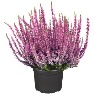 Bruyère Calluna Gardengirls en pot avec des bourgeons violets.