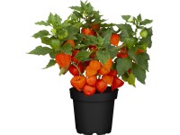GROW by OBI Lampionblume Physalis alkekengi Topf Ø 12 cm