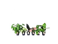 Grünpflanzen-Mix Topf Ø 14 cm / 1 Stk.