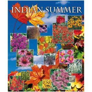 Indian Summer Mix : Pot avec diverses plantes vivaces aux couleurs automnales, idéal pour les emplacements ensoleillés ou partiellement ombragés.