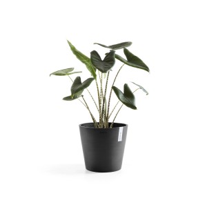 Vaso per piante Ecopots Amsterdam, grigio scuro, Ø 30 cm, con pianta verde.
