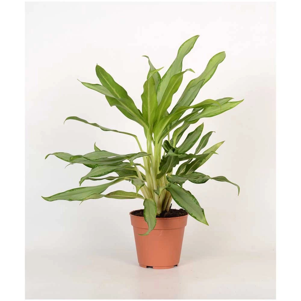 Kolbenfaden Aglaonema in Sorten Topf Ø 12 cm / Höhe ca. 30 40 cm / 1