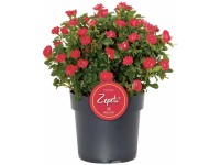Rose Zepeti Rosa Container 2 l Rose Zepeti Rosa Container 2 l