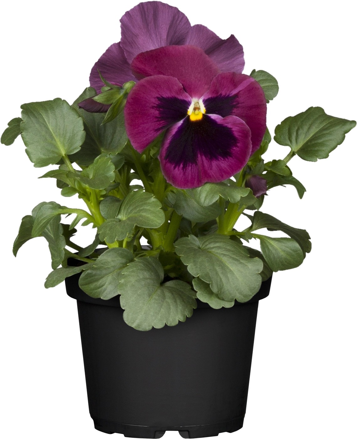 GROW by OBI Stiefmütterchen Viola wittrockiana Topf Ø 10,5 cm kaufen