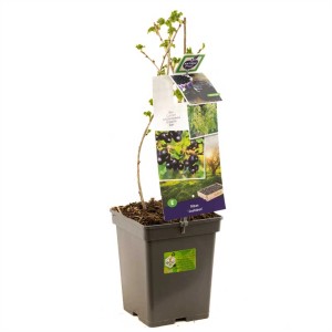 Pianta di Jostaberry in vaso, Ribes x nidigrolaria, alta circa 60-80 cm.