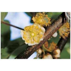 Primo piano di un kiwi Matua impollinatore in fiore su un ramo.