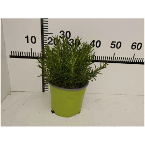 Mélange d'herbes en pot (Ø 17cm) avec romarin, sauge et thym.