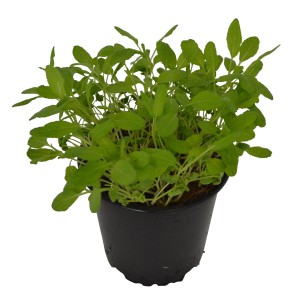 Sauge officinale (Salvia) en pot, feuilles vertes. Herbes aromatiques pour plates-bandes et balcons.