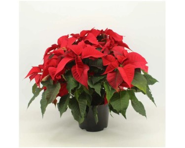 Weihnachtsstern in Farben Euphorbia pulcherrima Topf  21 cm / 1 Stk.