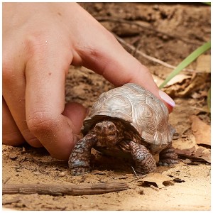 Tortue géante Schleich détaillée, une idée cadeau pour les enfants.