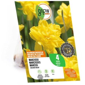GROW by OBI Narzisse Golden Ducat Blumenzwiebeln, 4 Stk. Packung mit Bild gelber, gefüllter Narzissenblüten.
