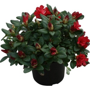 Rododendro nano "Repens" con fiori rossi in vaso.