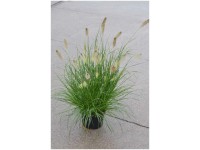 Lampenputzergras Pennisetum alopecuroides Container 6 l Lampenputzergras Pennisetum alopecuroides Container 6 l