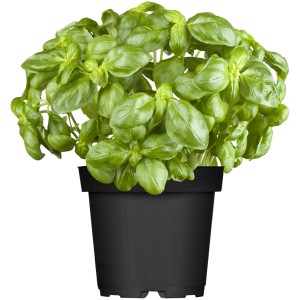 Basilic frais (Ocimum) en pot (Ø 11 cm) pour cuisine & jardin.