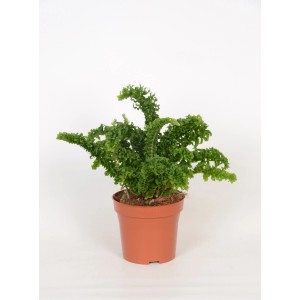 Plante d'intérieur verte Nephrolepis Emina dans un pot marron.