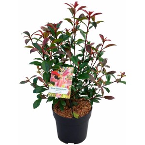 Photinia 'Glanzenkopf' in vaso, alta circa 50 cm, con foglie rosse.