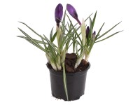 Krokus Crocus verschiedene Farben Topf Ø ca. 9 cm / 1 Stk.