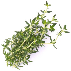 Timo biologico fresco per l'orto Véritable Lingot, erba aromatica da cucina.
