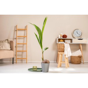 Palmier coco (Cocos nucifera) en pot, plante d'intérieur pour une ambiance exotique.