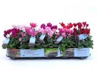 Cyclamen Persicum Super Series Topf Ø 12 cm Cyclamen Persicum Super Series Topf Ø 12 cm