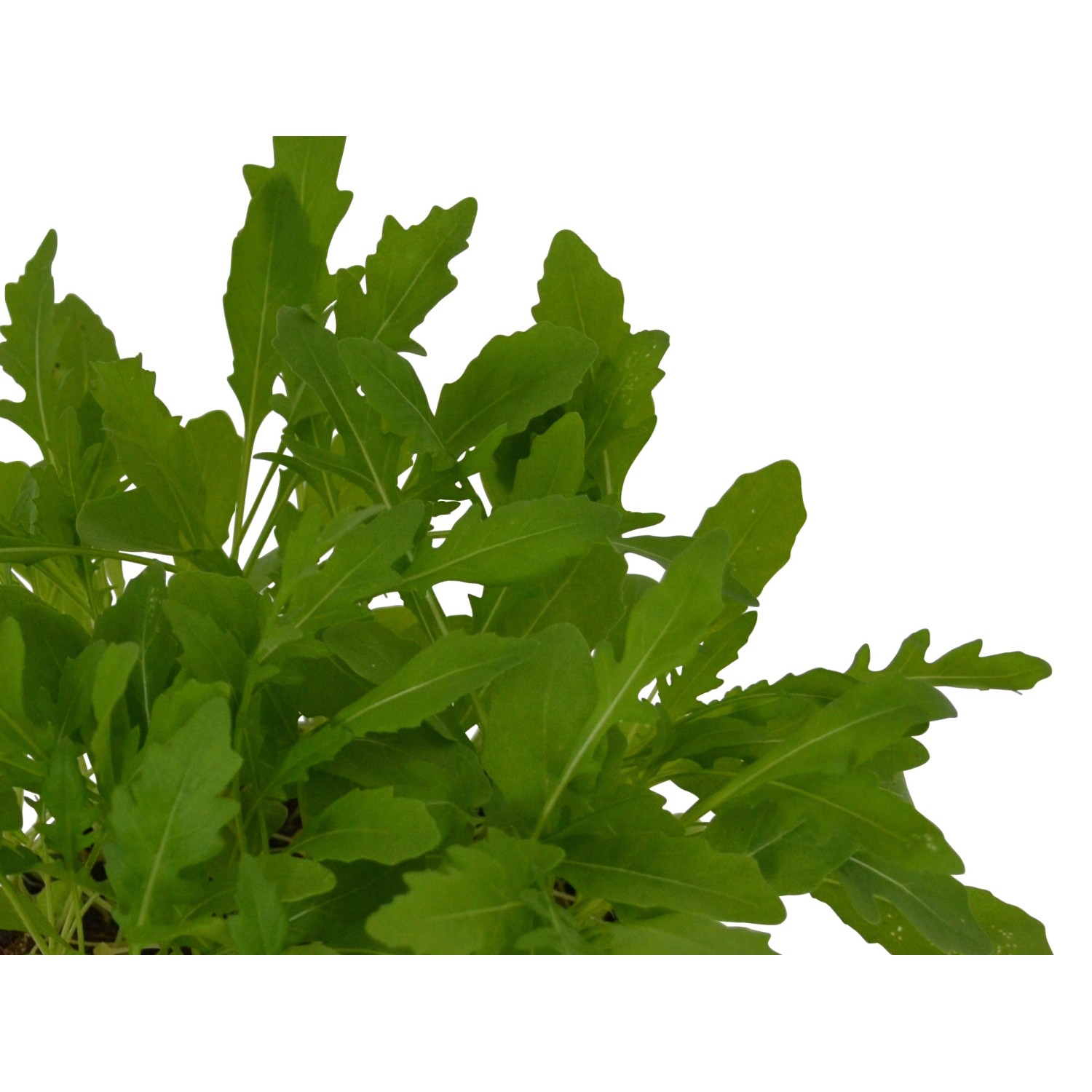 Bio-Rucola Topf-Ø ca. 12 cm Diplotaxis kaufen bei OBI