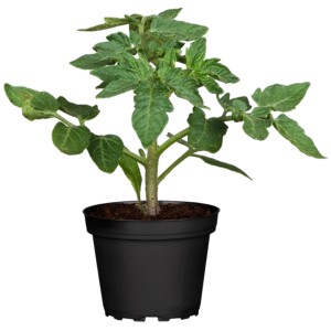 Mélange de tomates Solanum en pot (Ø 9cm) avec des feuilles vertes, idéal pour le jardin et le balcon.