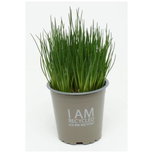 Erba cipollina bio in vaso (Ø 13cm) per cucina e giardino. Erbe aromatiche fresche.