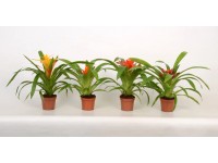 Guzmania Mini Mix Topf Ø 5,5 cm