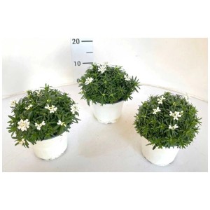 Iberis sempervirens bianca in vaso, diametro 14 cm.