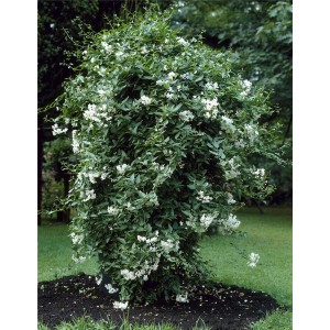Solanum gelsomino in vaso con fiori bianchi, circa 25 cm di diametro.