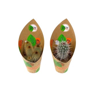 2 cactus GROW by OBI, vari tipi in vaso da 12 cm.
