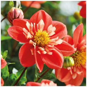 Dalia rosa e bianca Alstergruss di Grow by OBI, fiore a forma di stella per aiuole e vasi.