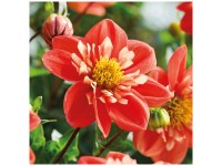 Grow by OBI Dahlie Alstergruss 1 Stk. Grow by OBI Dahlie Alstergruss 1 Stk.