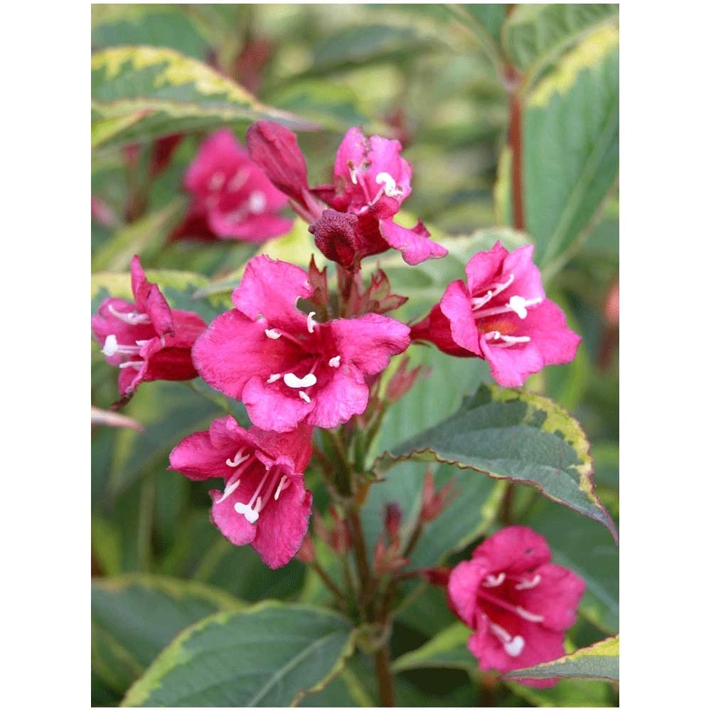 Weigelie Weigela Gelbgrün Container 6 l kaufen bei OBI