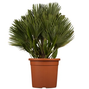 Palmier nain 'Compacta' en pot, feuilles vertes en éventail, env. 20-30 cm de haut, idéal comme plante en pot.